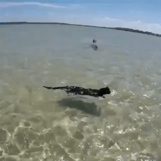 Gif of a black cat swimming in shallow water.